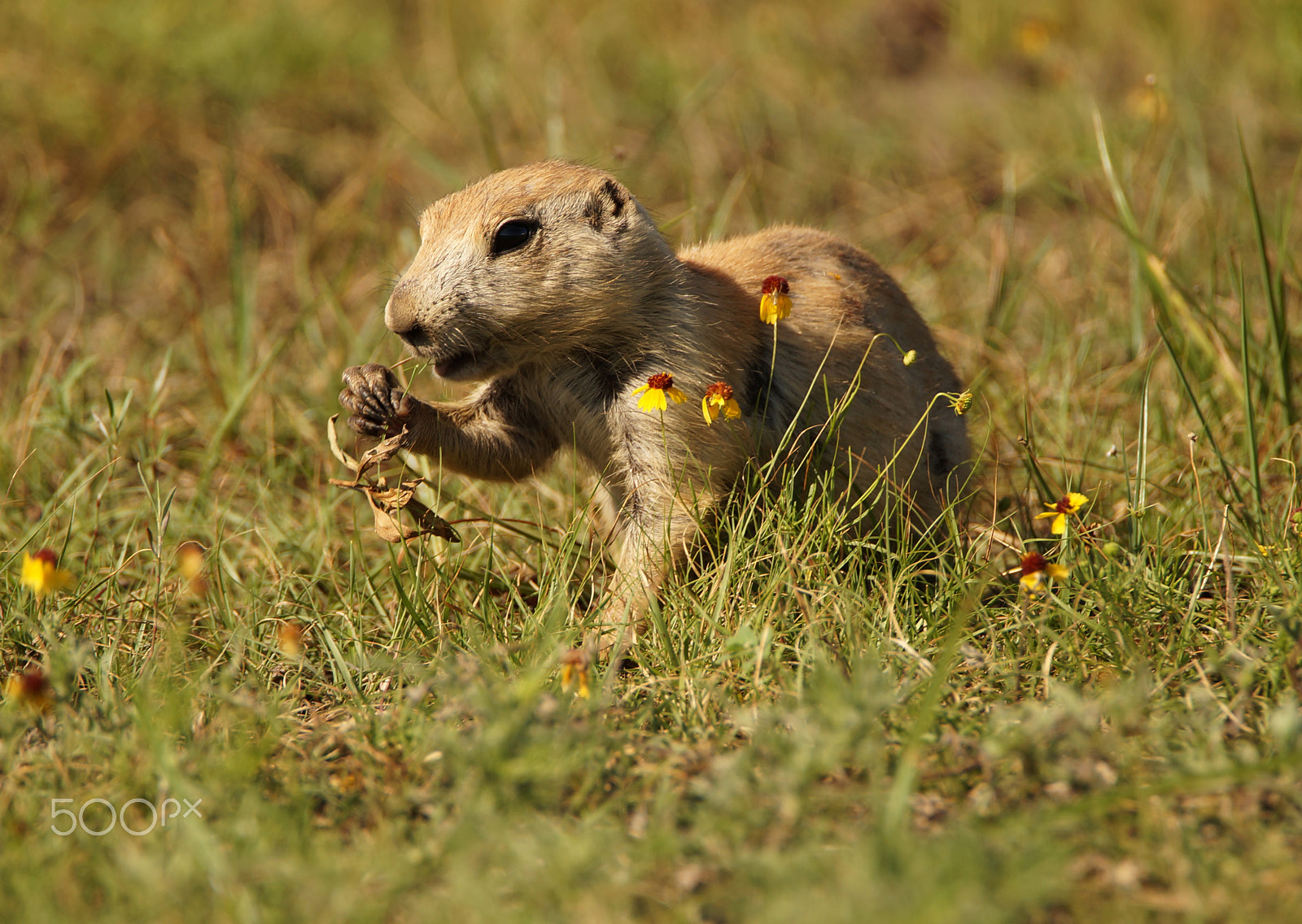 Sony SLT-A57 + Tamron SP 150-600mm F5-6.3 Di VC USD sample photo. Snack time photography