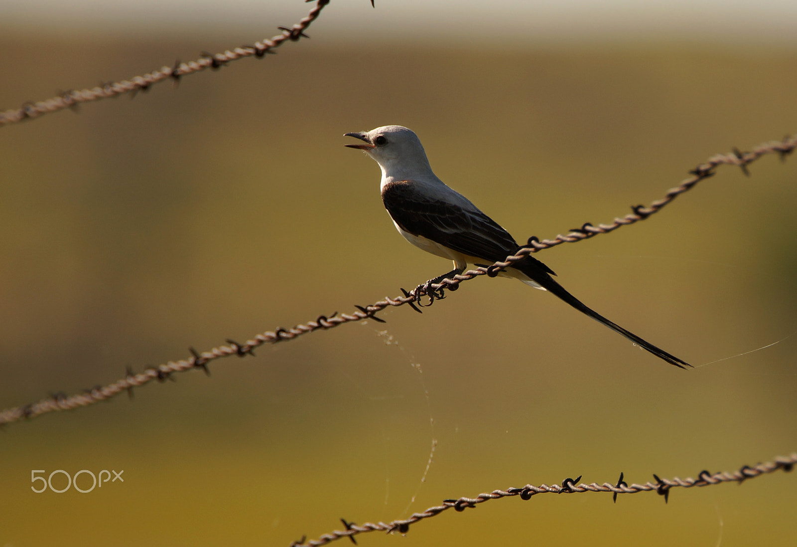 Sony SLT-A57 + Tamron SP 150-600mm F5-6.3 Di VC USD sample photo. State bird photography