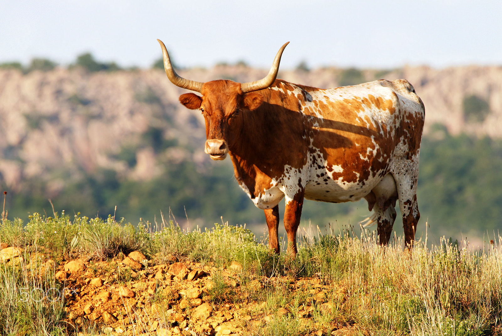 Sony SLT-A57 + Tamron SP 150-600mm F5-6.3 Di VC USD sample photo. Texas longhorn photography