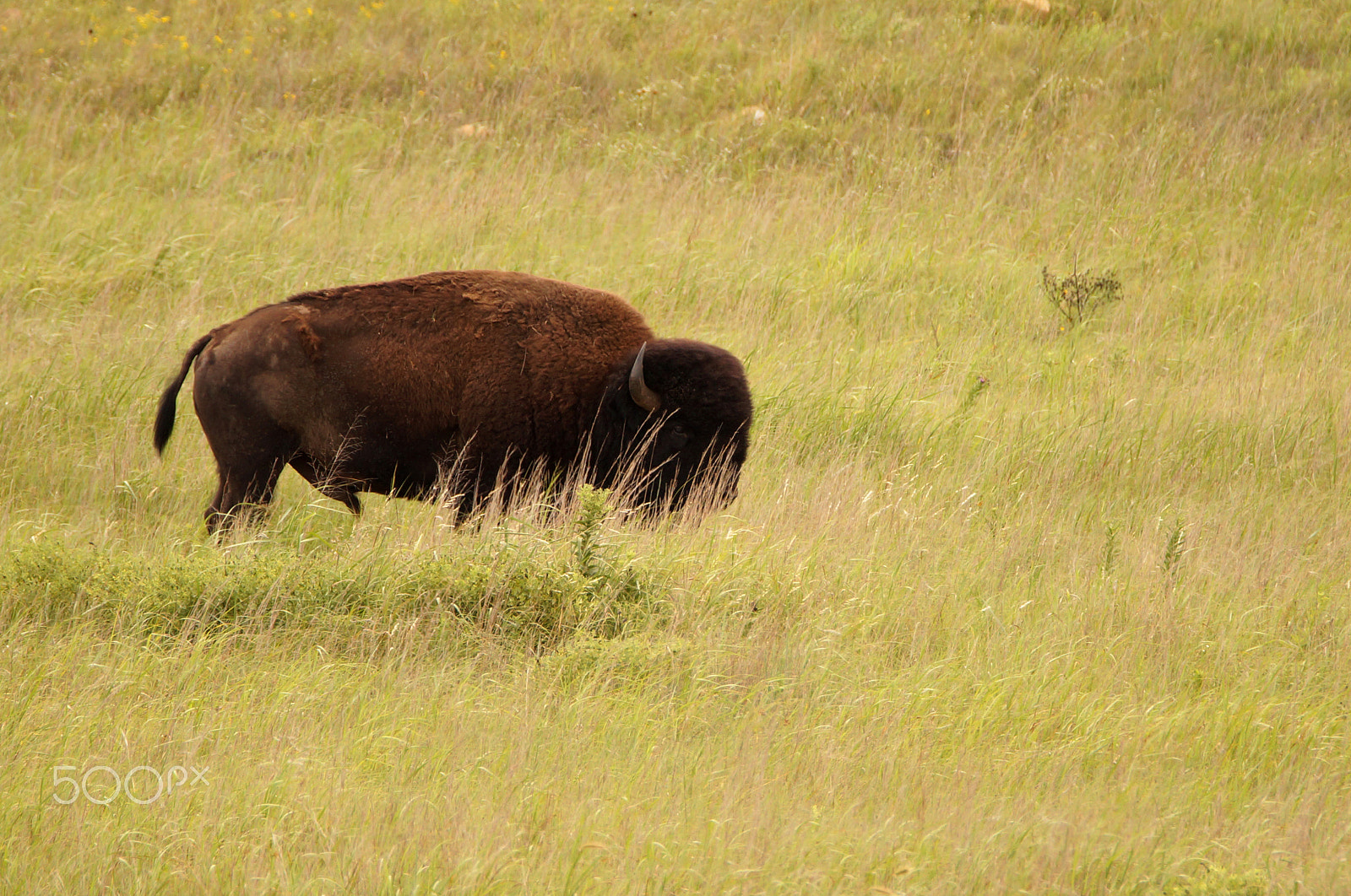 Sony SLT-A57 + Tamron SP 150-600mm F5-6.3 Di VC USD sample photo. Lone bison photography