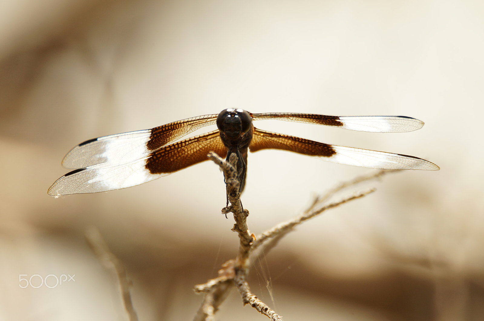Sony SLT-A57 + Tamron SP 150-600mm F5-6.3 Di VC USD sample photo. Dragonfly photography