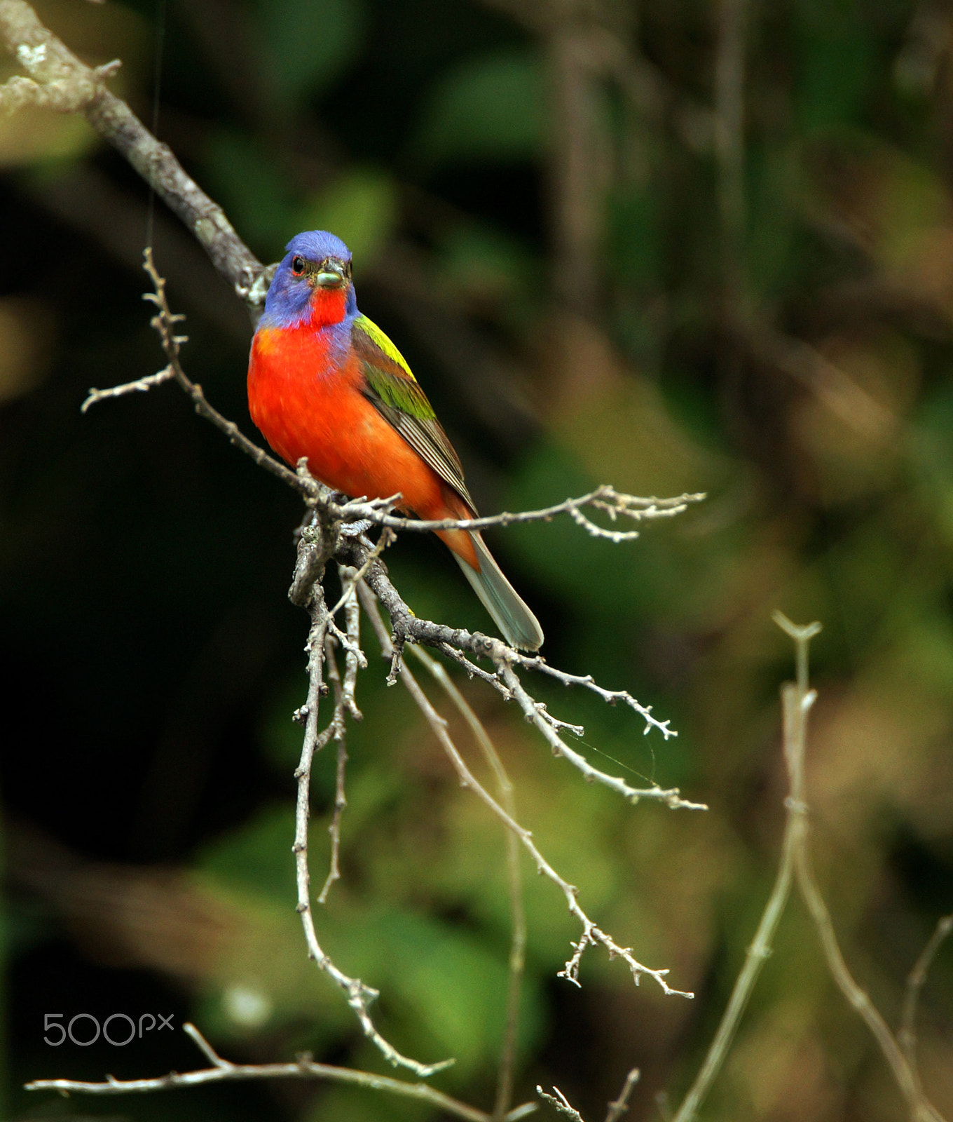 Sony SLT-A57 + Tamron SP 150-600mm F5-6.3 Di VC USD sample photo. Painted bunting photography