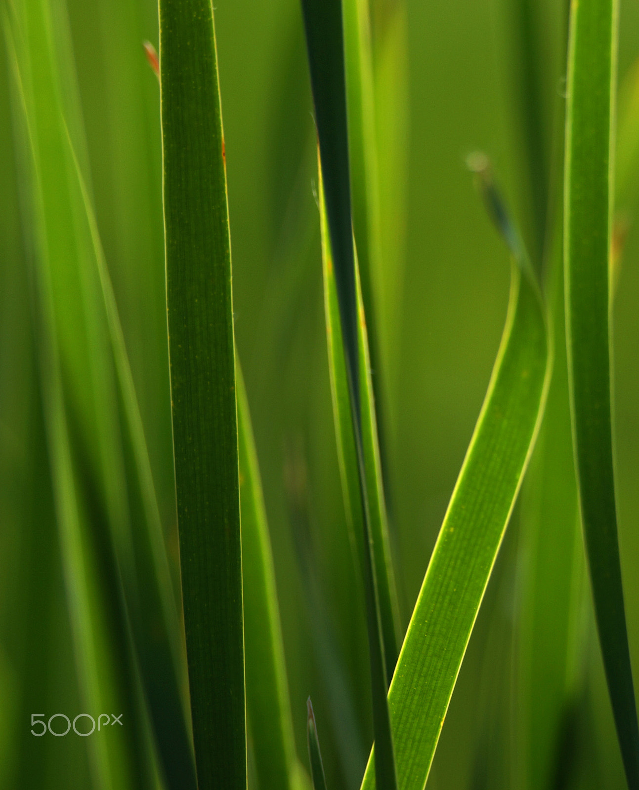 Sony SLT-A57 + Tamron SP 150-600mm F5-6.3 Di VC USD sample photo. Grasses photography