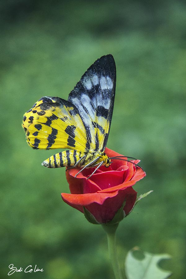 Canon EF-S 18-55mm F3.5-5.6 sample photo. Red rose feat yellow butterfly photography