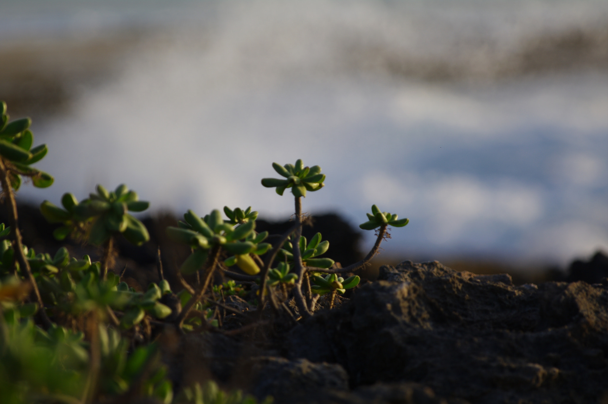 Pentax smc DA* 300mm F4.0 ED (IF) SDM sample photo. Green hawaii photography