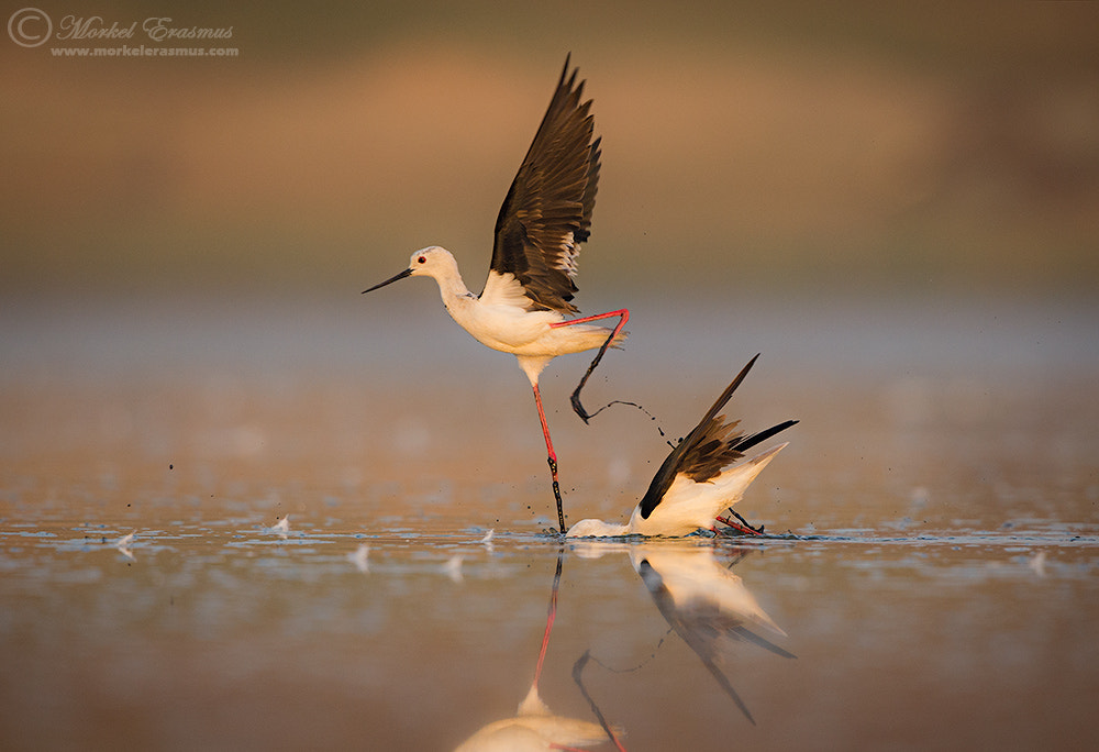 Nikon D3S + Nikon AF-S Nikkor 500mm F4G ED VR sample photo. Getting ahead photography