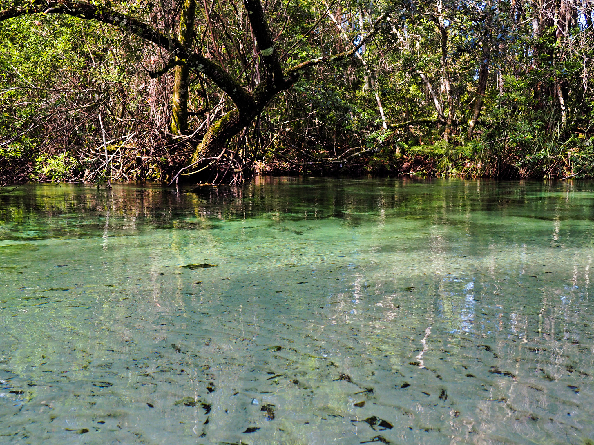 Olympus M.Zuiko Digital 14-42mm F3.5-5.6 II R sample photo. Weeki wachee canoe view photography