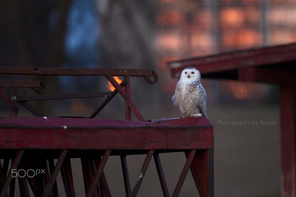 Canon EF 500mm F4L IS II USM sample photo. Sleeply !!! photography