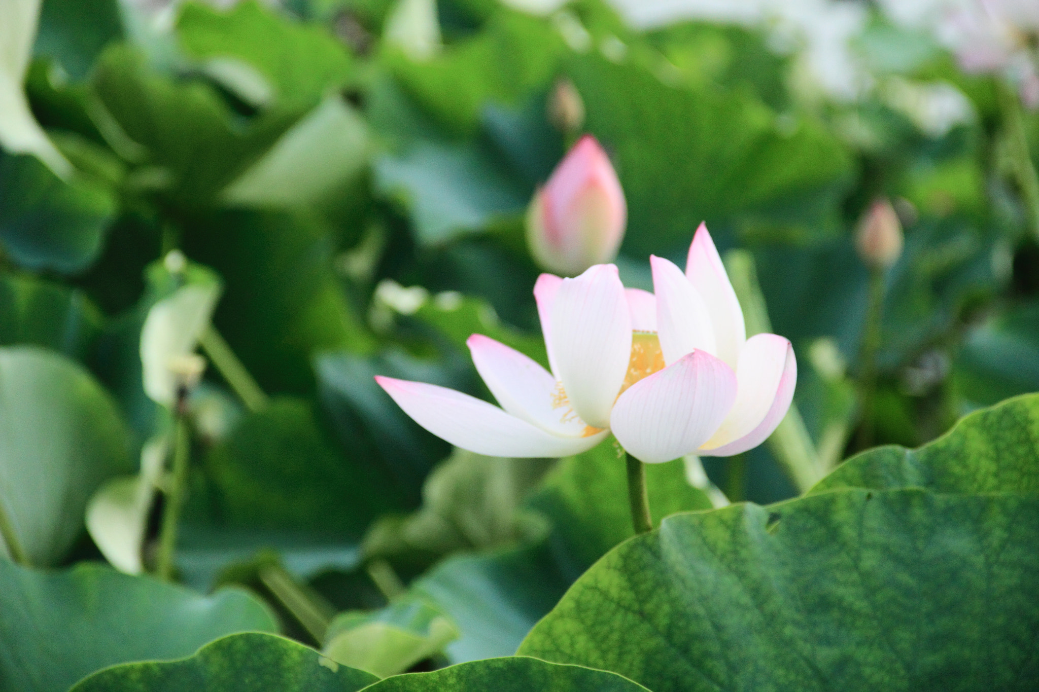 Canon EF-S 18-135mm F3.5-5.6 IS sample photo. Lotus photography