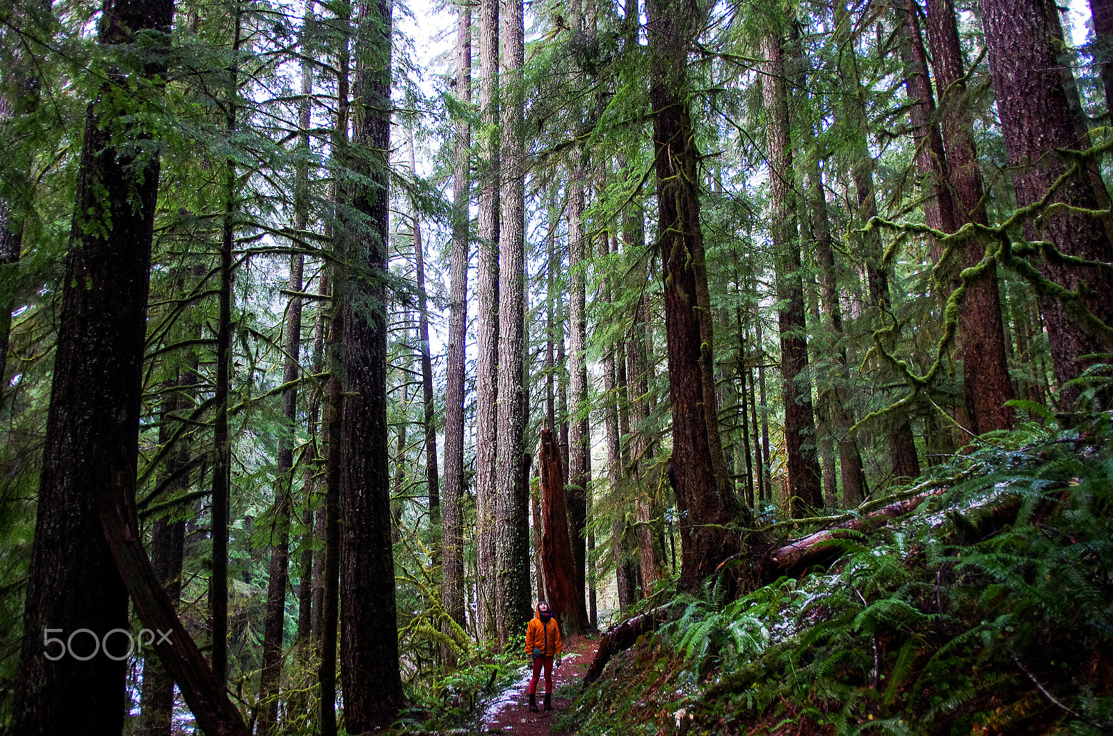 HD Pentax DA 15mm F4 ED AL Limited sample photo. Oregon trees photography