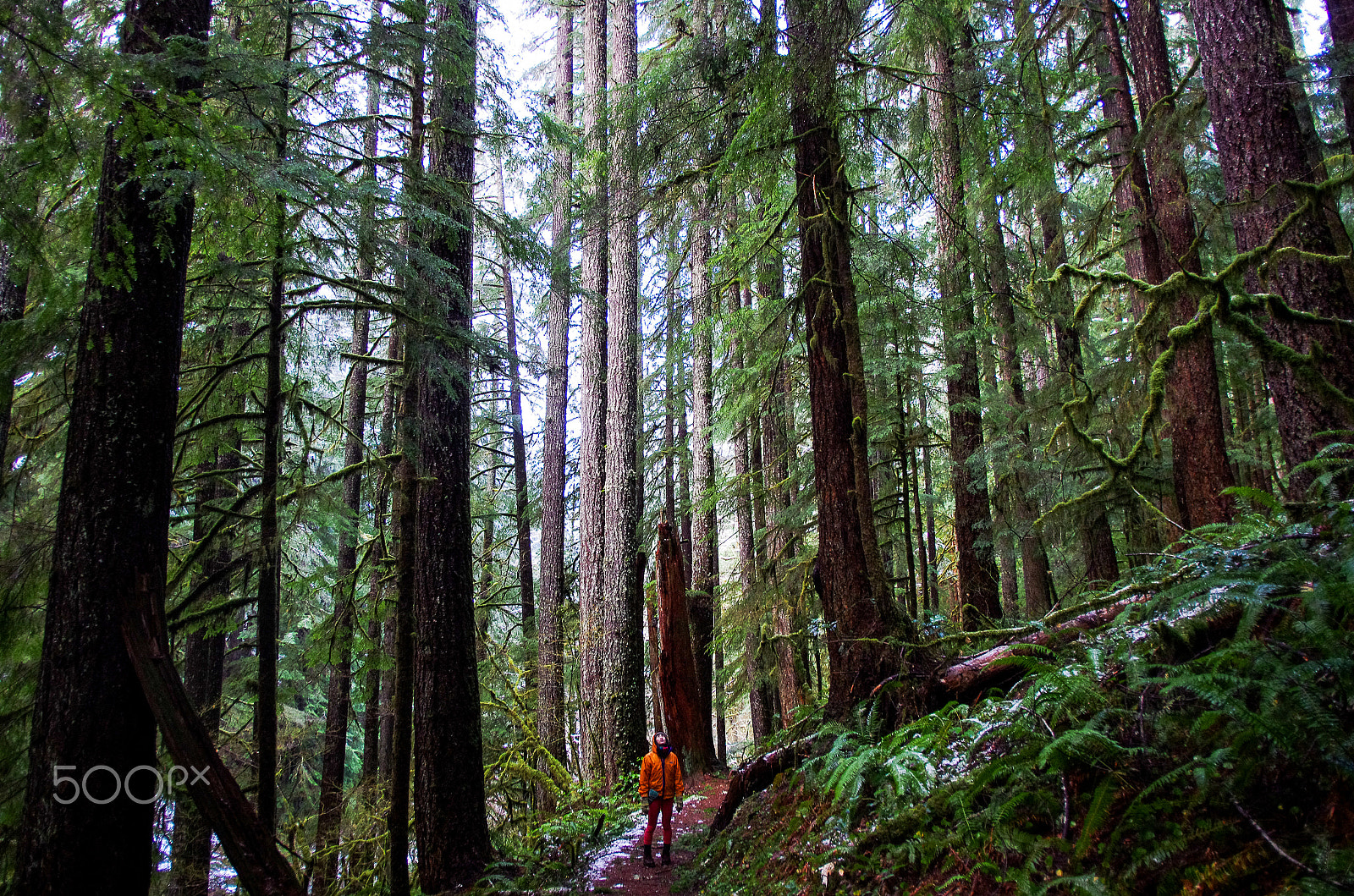 Pentax K-5 IIs sample photo. Oregon trees photography