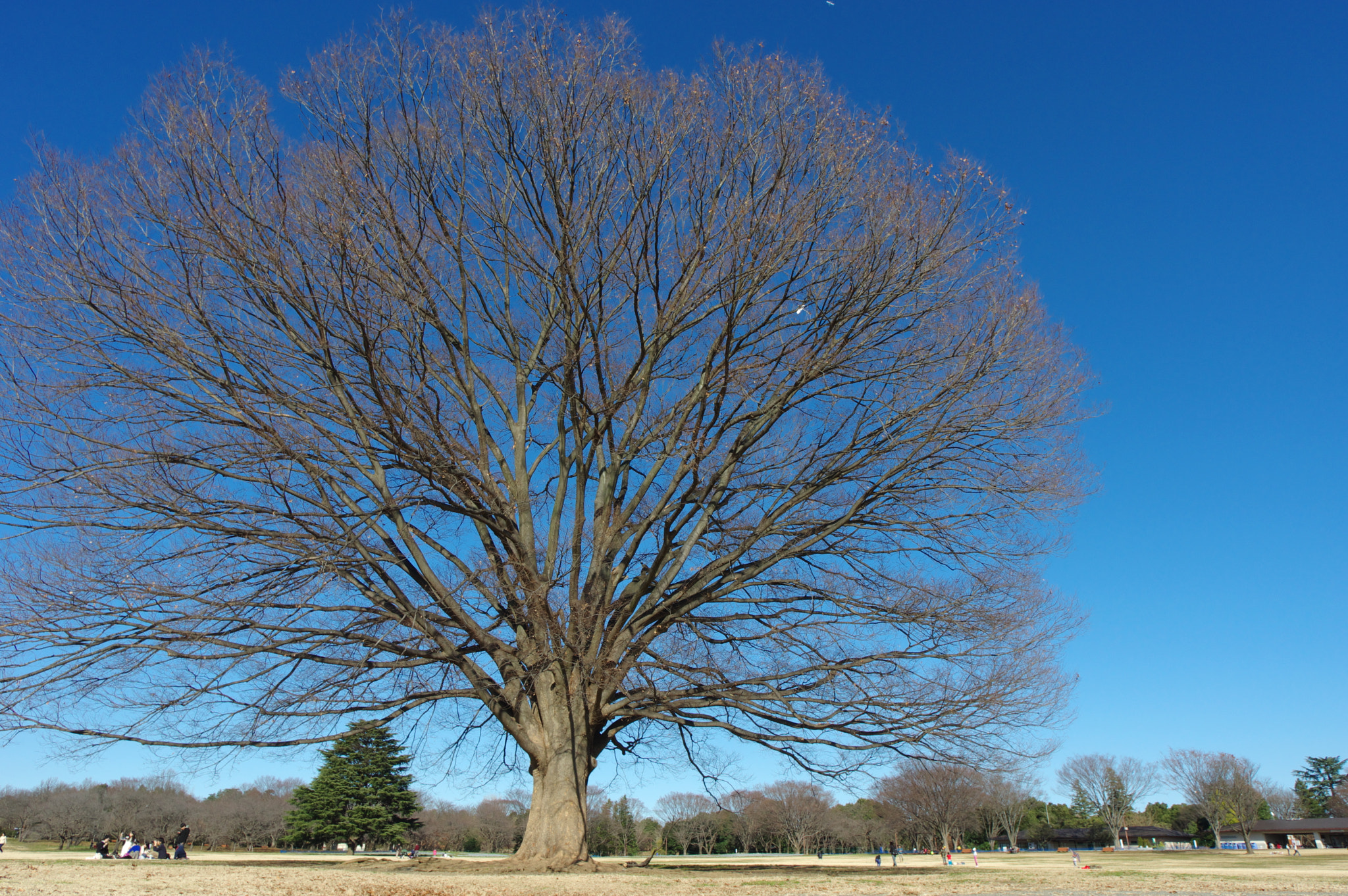 Pentax K-3 sample photo. End of the year 2015 photography