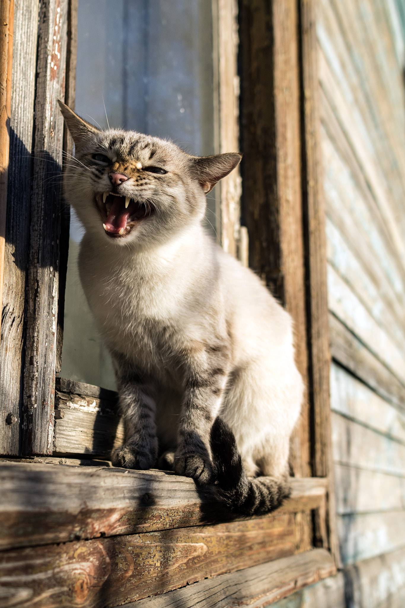 Sony Alpha a5000 (ILCE 5000) + Sony Sonnar T* E 24mm F1.8 ZA sample photo. Street cat photography