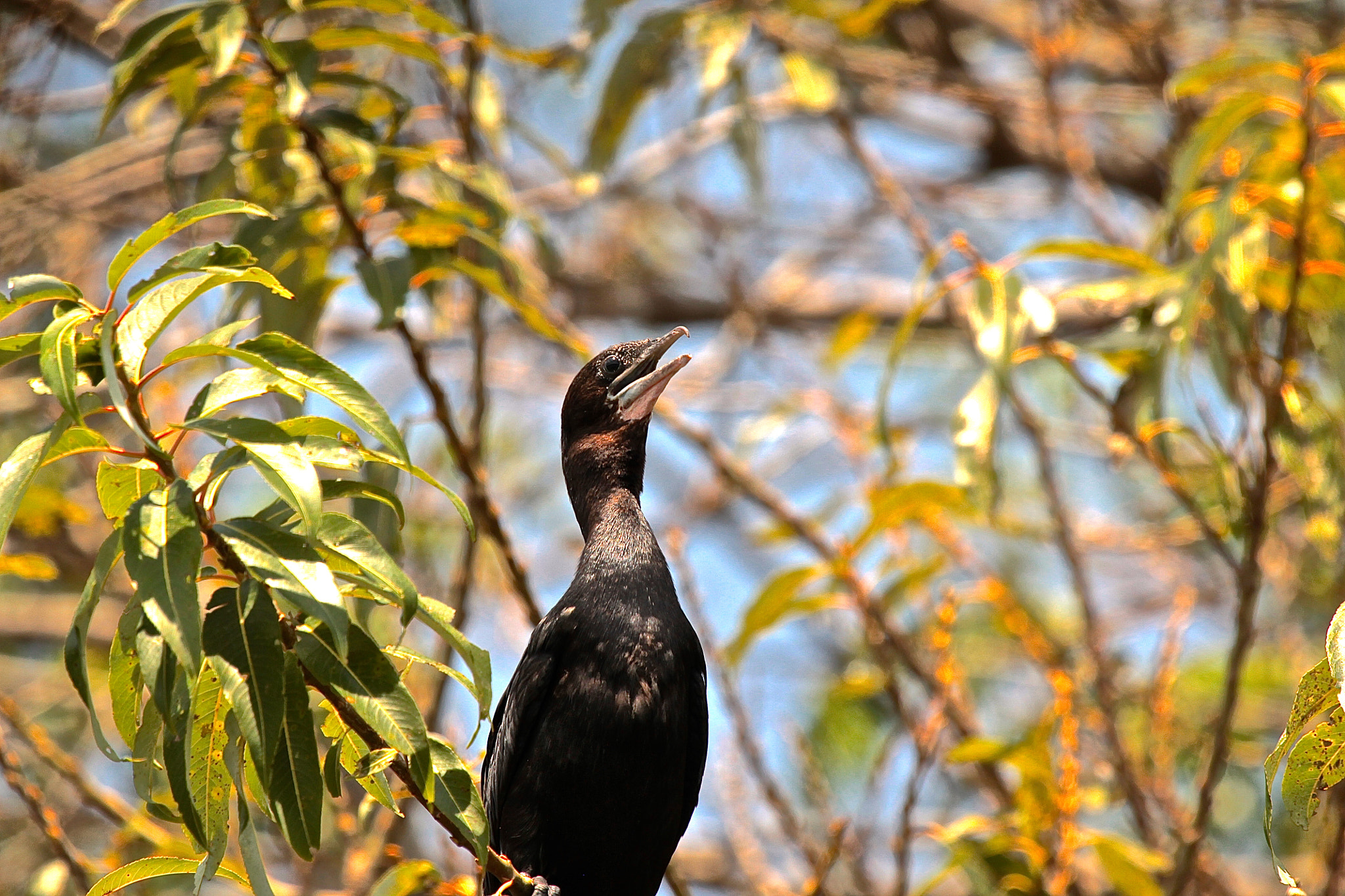 Canon EF 100-400mm F4.5-5.6L IS USM sample photo. Indian cormorant photography
