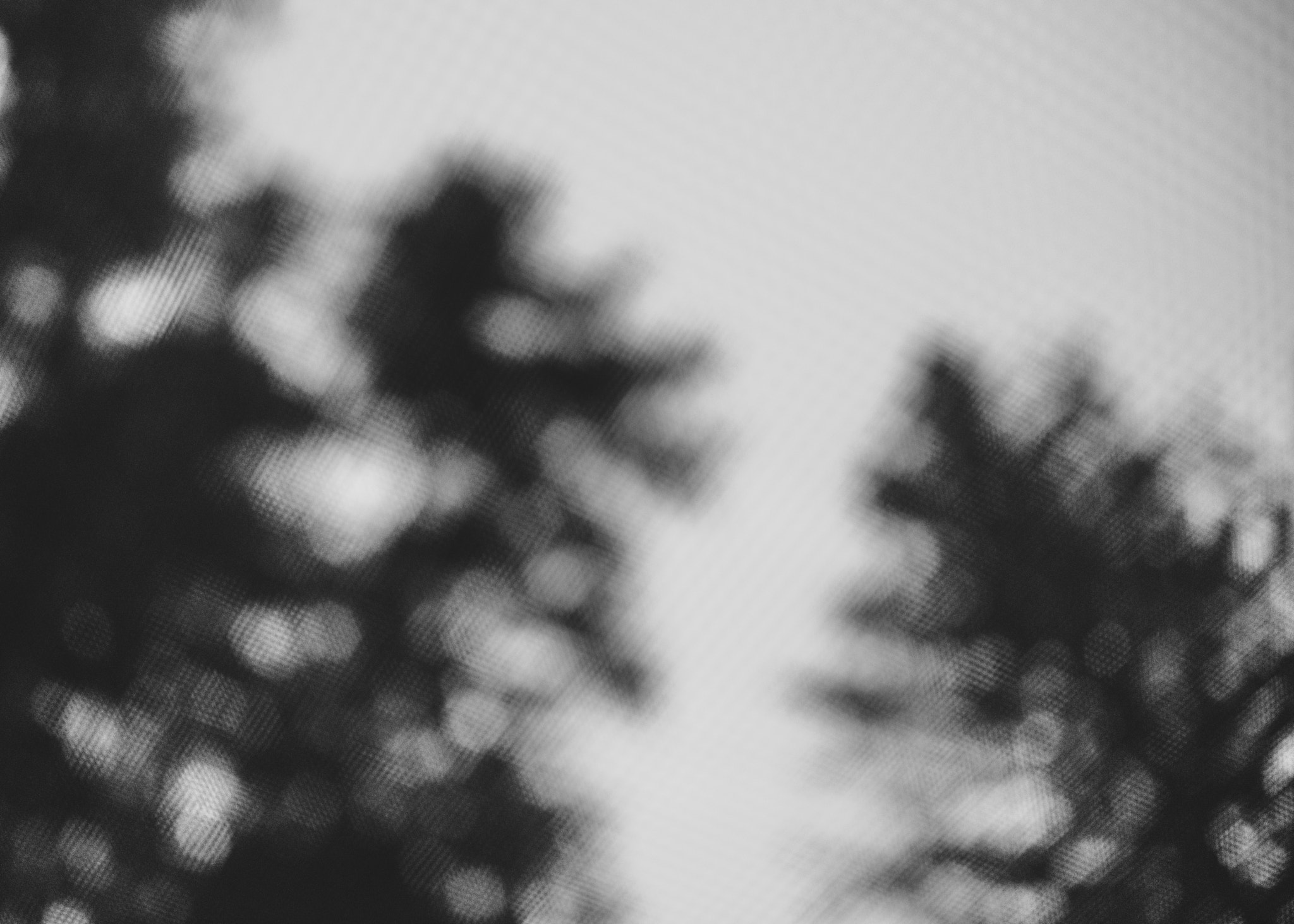 Nikon D800 + Nikon AF-S DX Nikkor 35mm F1.8G sample photo. Redwoods photography