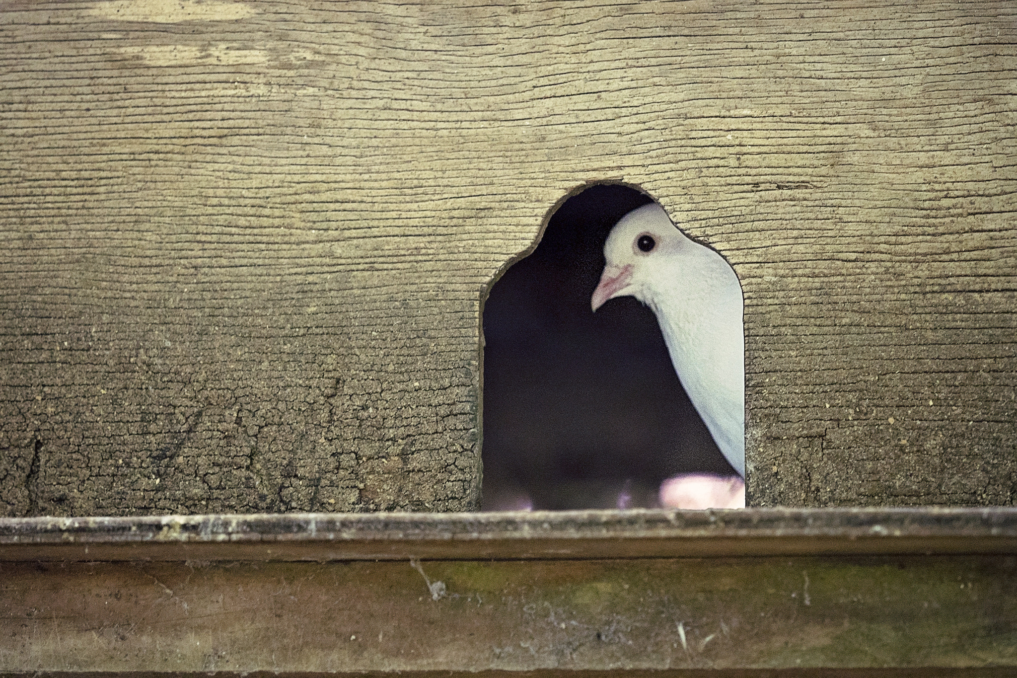 Panasonic Lumix DMC-GH4 + Olympus M.Zuiko Digital ED 40-150mm F2.8 Pro sample photo. Pigeon harem photography