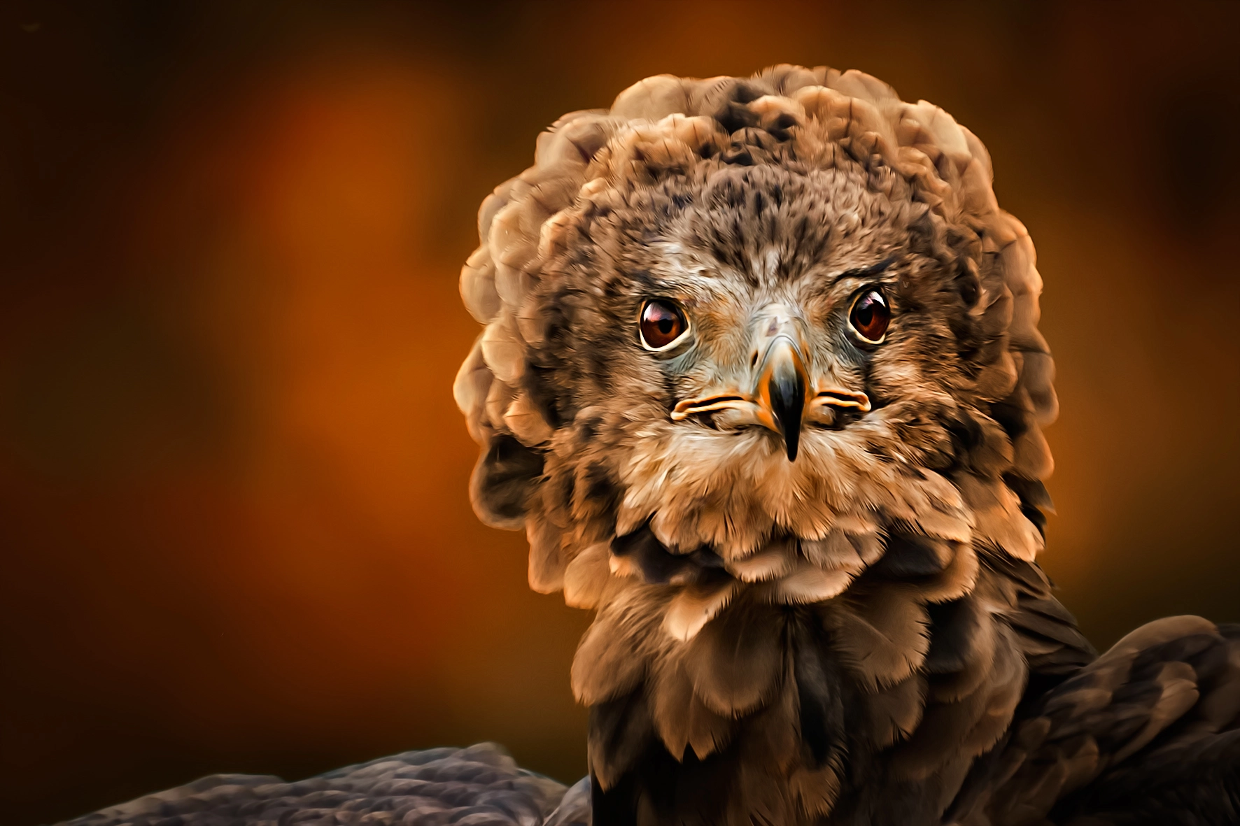 Sigma 50-500mm f/4-6.3 APO HSM EX sample photo. Terathopius ecaudatus photography