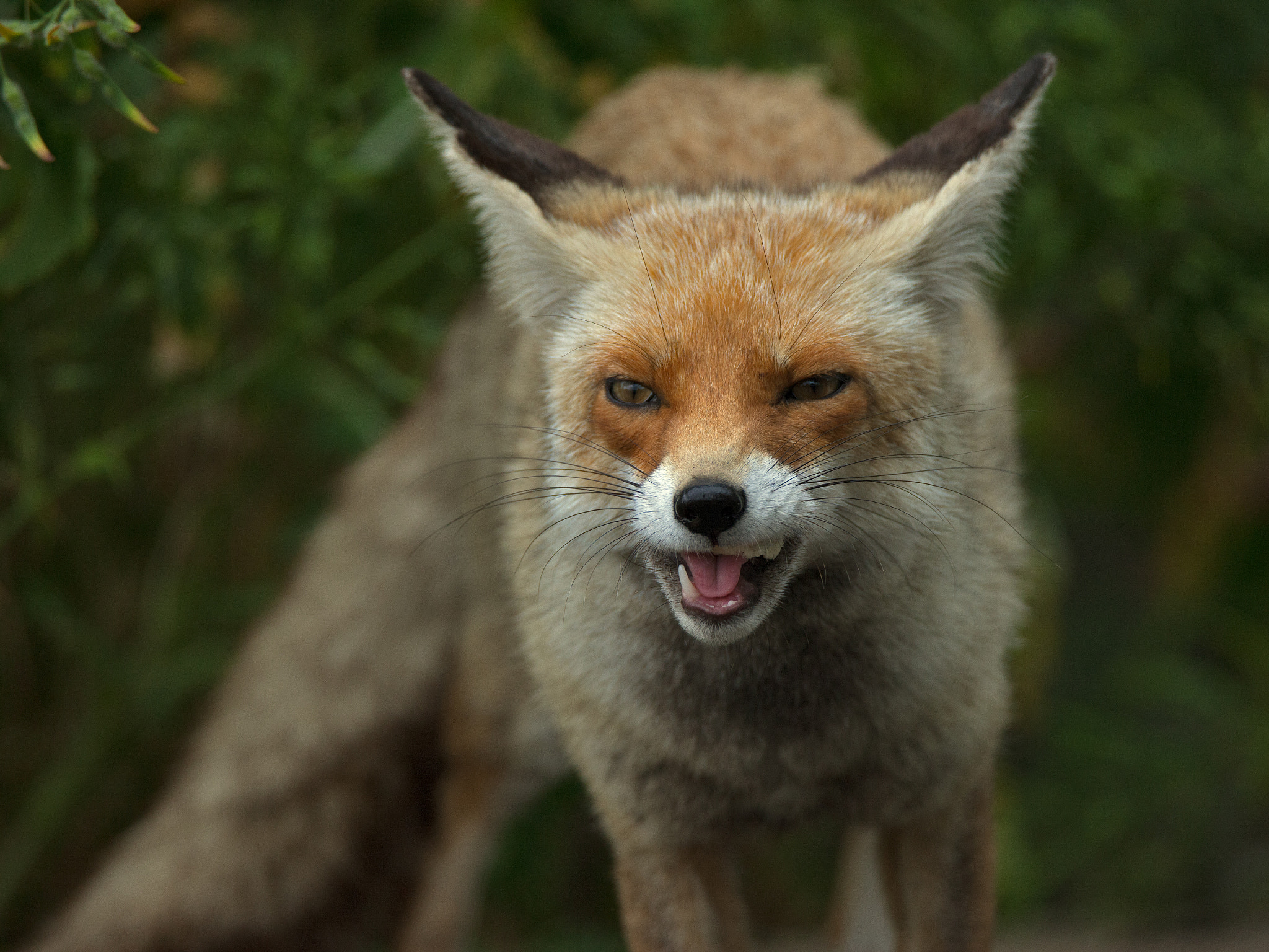 Canon EOS-1Ds Mark III + Tamron SP 150-600mm F5-6.3 Di VC USD sample photo. Fox before visiting a dentist photography