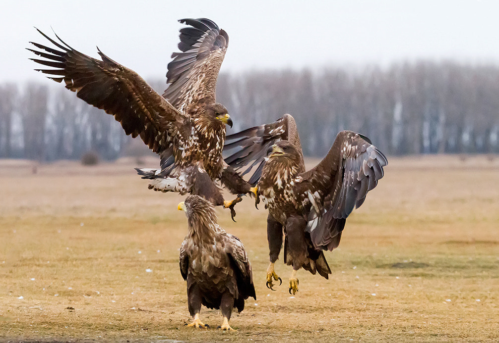 Canon EOS 7D + Sigma 100-300mm f/4 sample photo. Fight photography