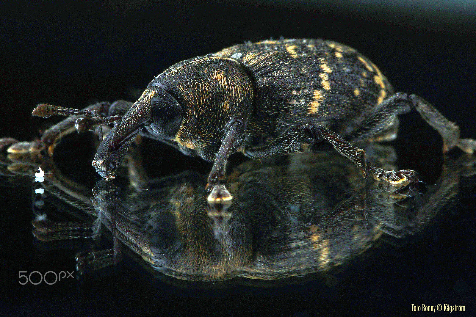 Sony a99 II + 90mm F2.8 Macro SSM sample photo. Hylobius abietis photography