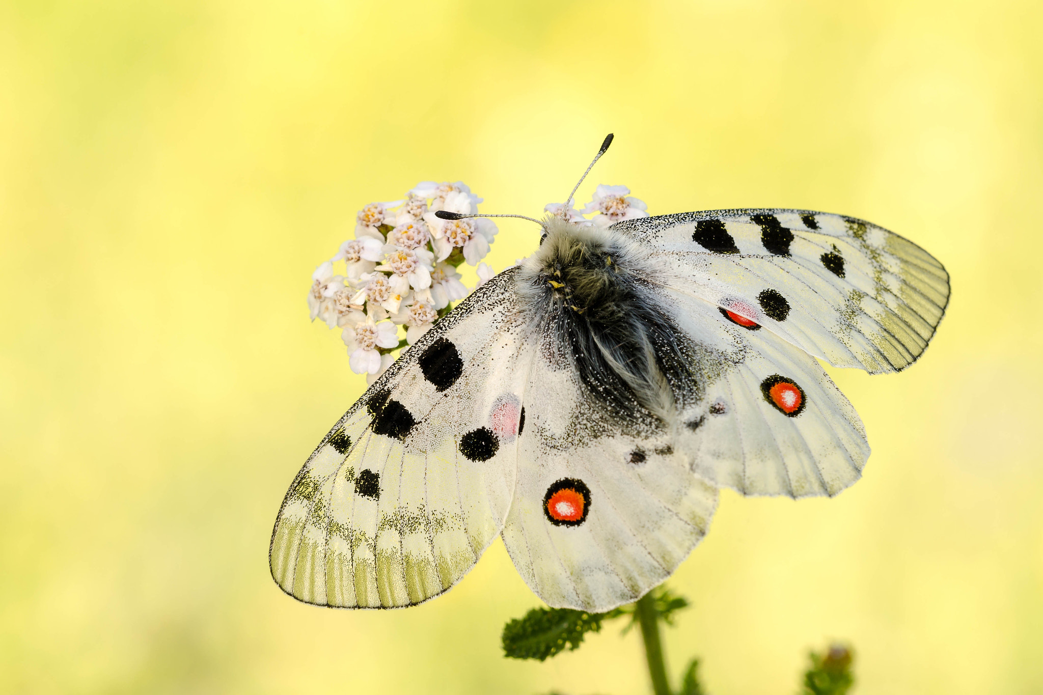 Sigma 150mm F2.8 EX DG Macro HSM sample photo. Parnassius apollo photography
