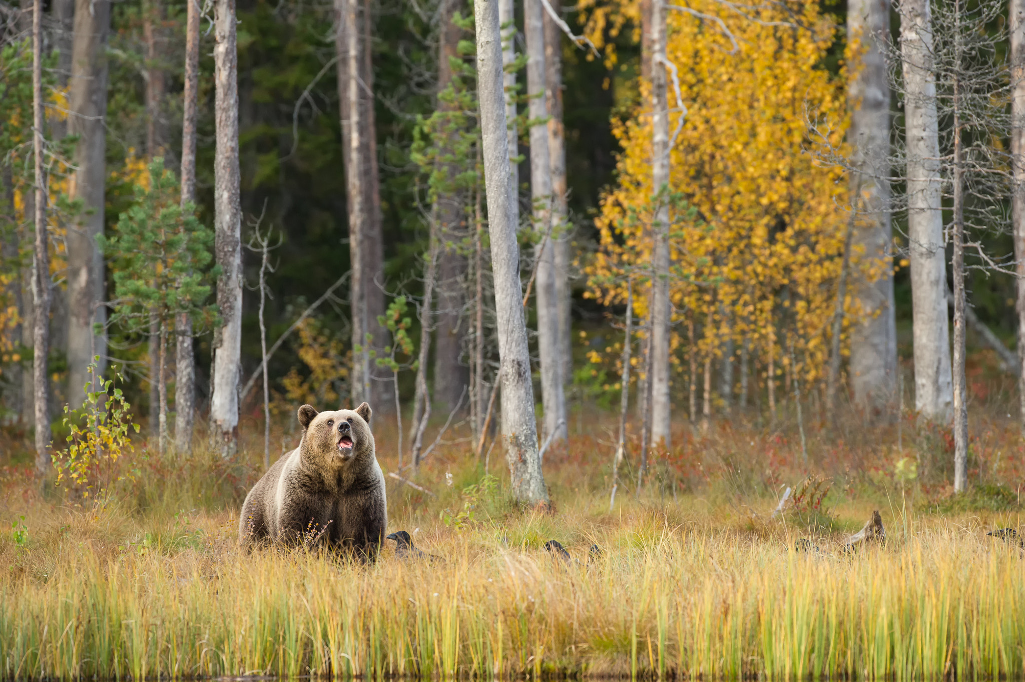 Nikon D3S + Nikon AF-S Nikkor 500mm F4G ED VR sample photo. Ours photography