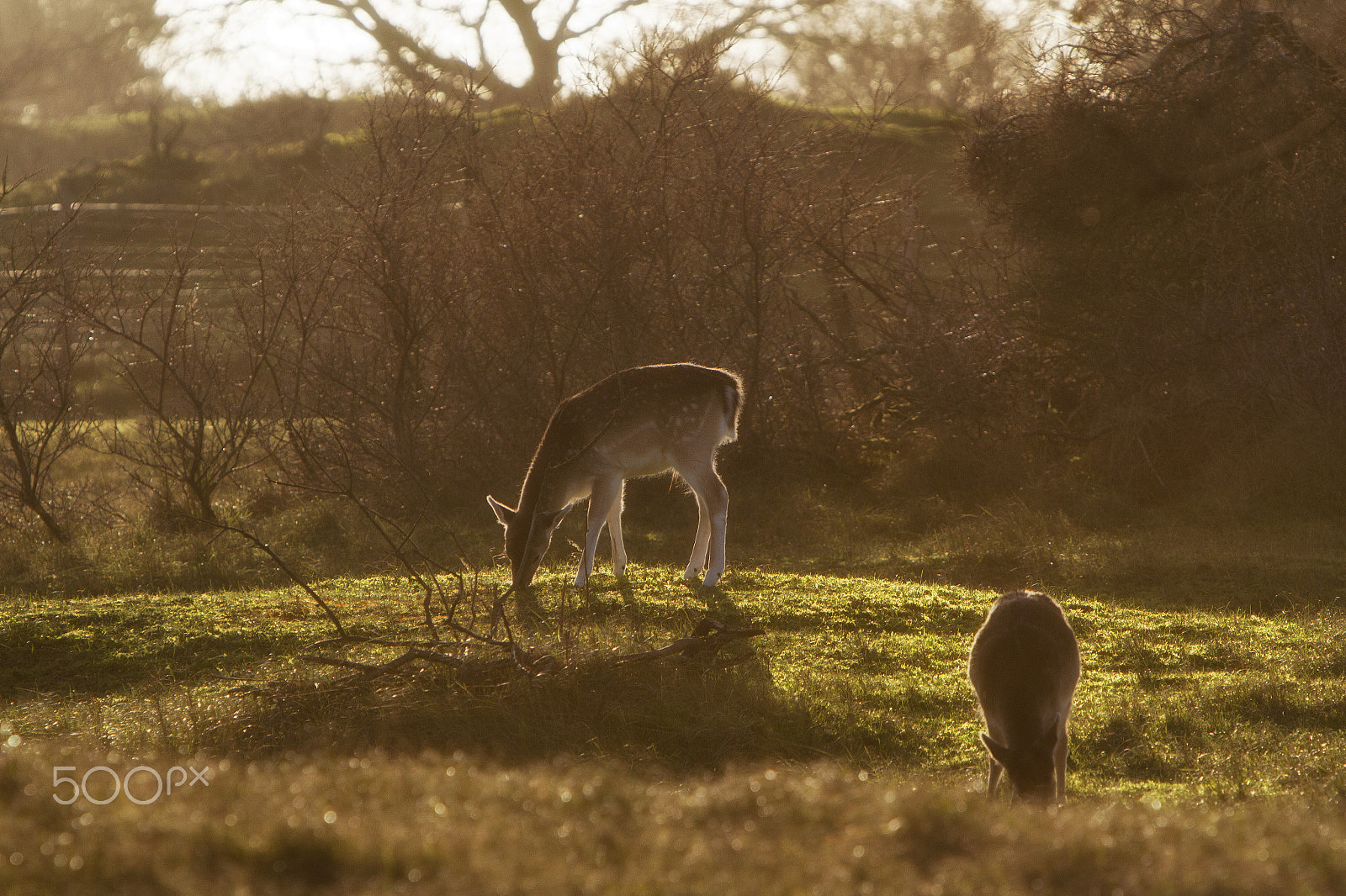 Canon EF 70-200mm F2.8L IS USM sample photo. Relax in the wintersun photography