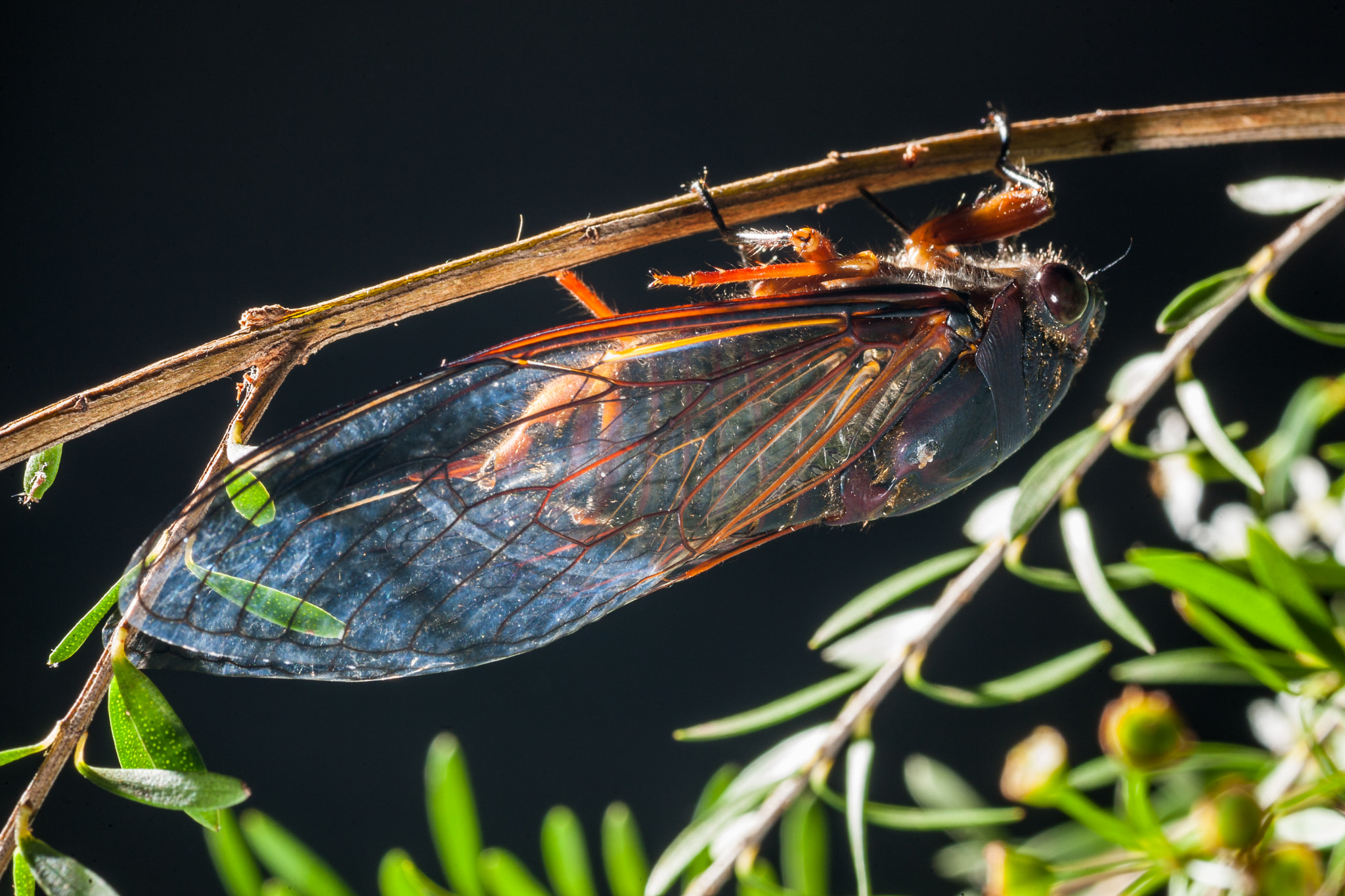 Canon EOS-1D Mark III + Tamron SP AF 90mm F2.8 Di Macro sample photo. Female black prince photography