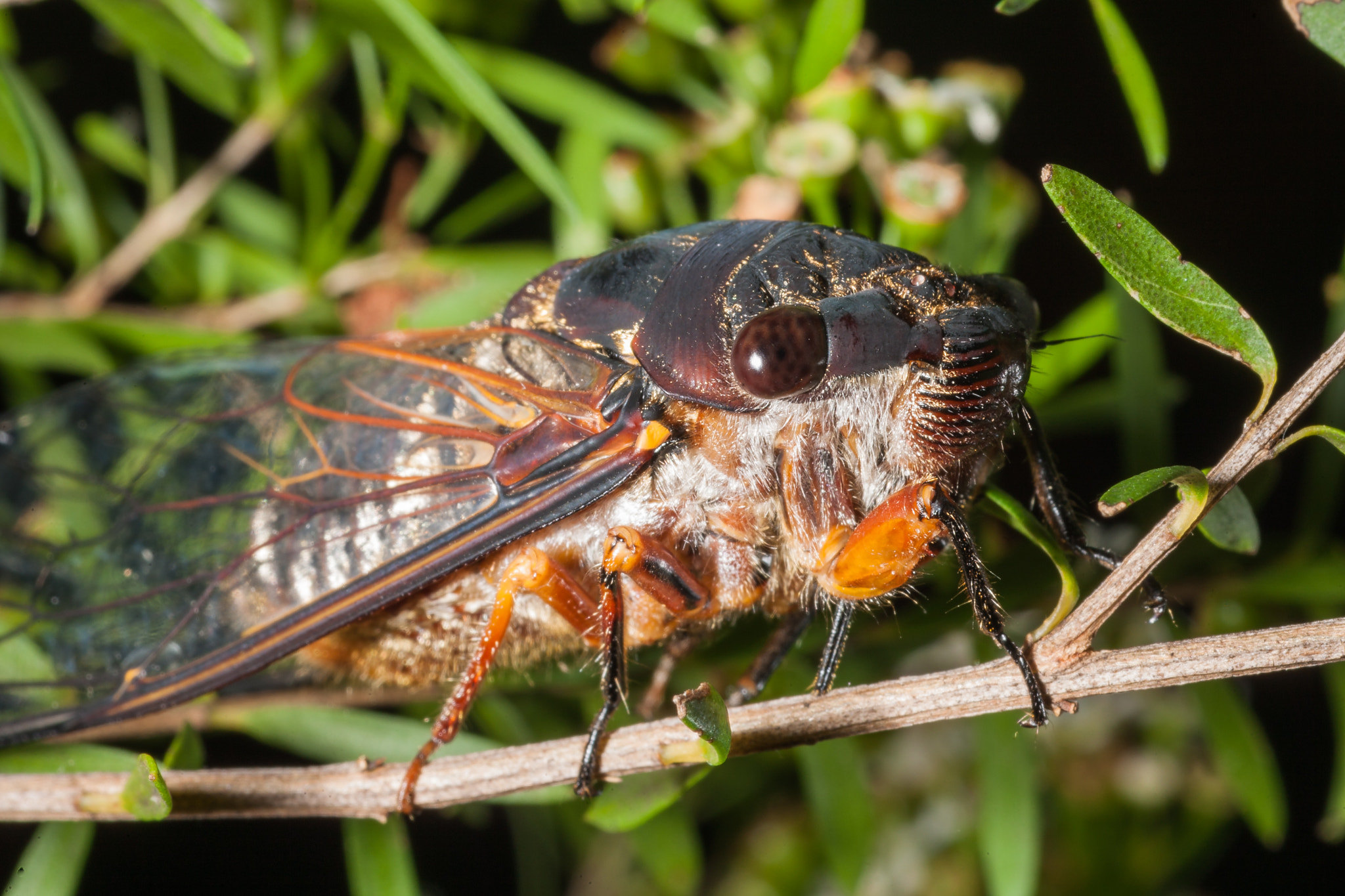 Canon EOS-1D Mark III + Tamron SP AF 90mm F2.8 Di Macro sample photo. Black prince feeding photography