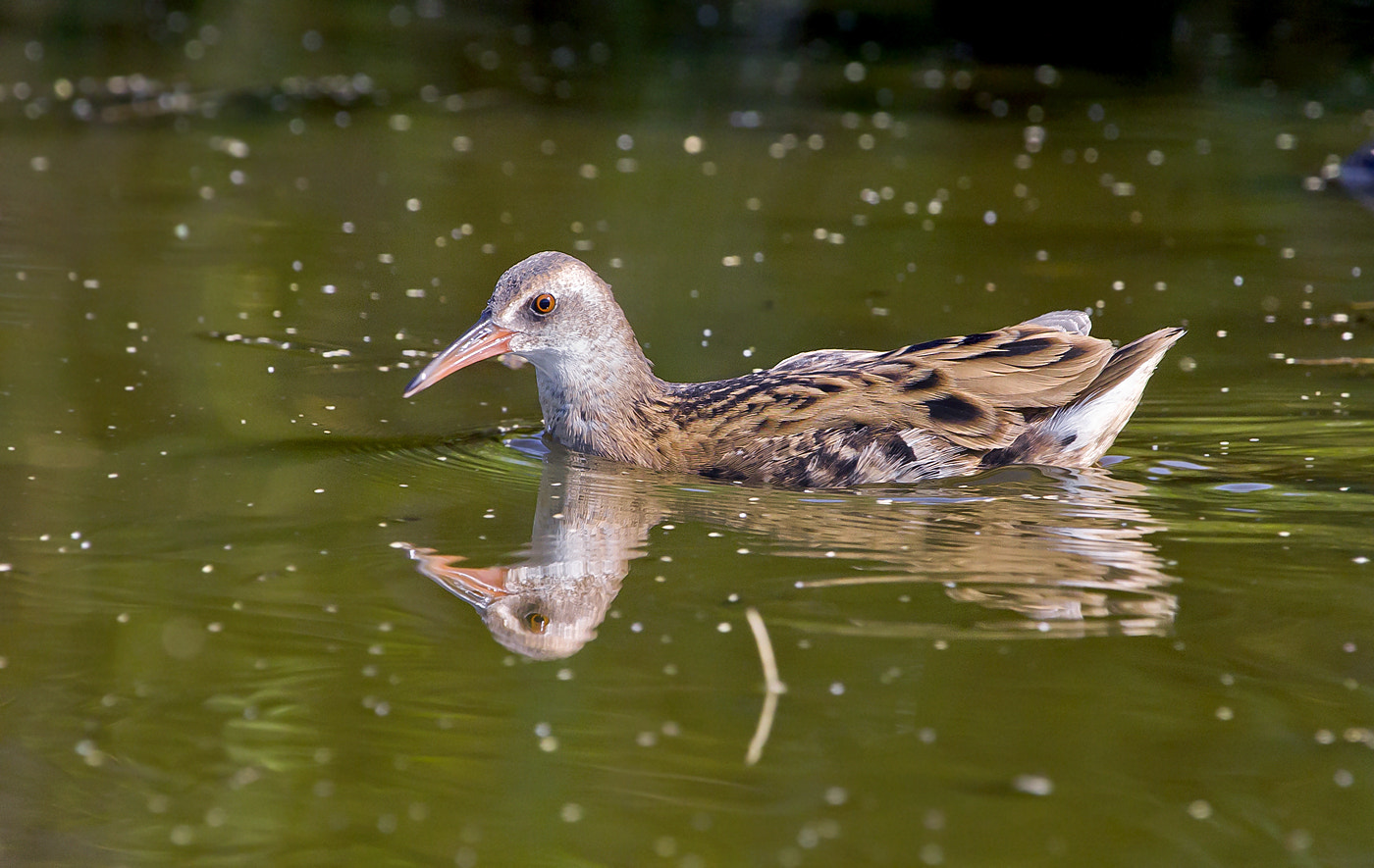 Canon EF 100-400mm F4.5-5.6L IS USM sample photo. Water rail photography