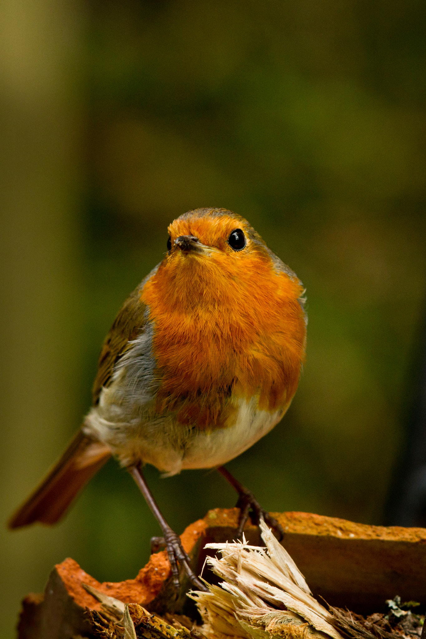 Canon EF 500mm F4L IS II USM sample photo. Robin alert photography