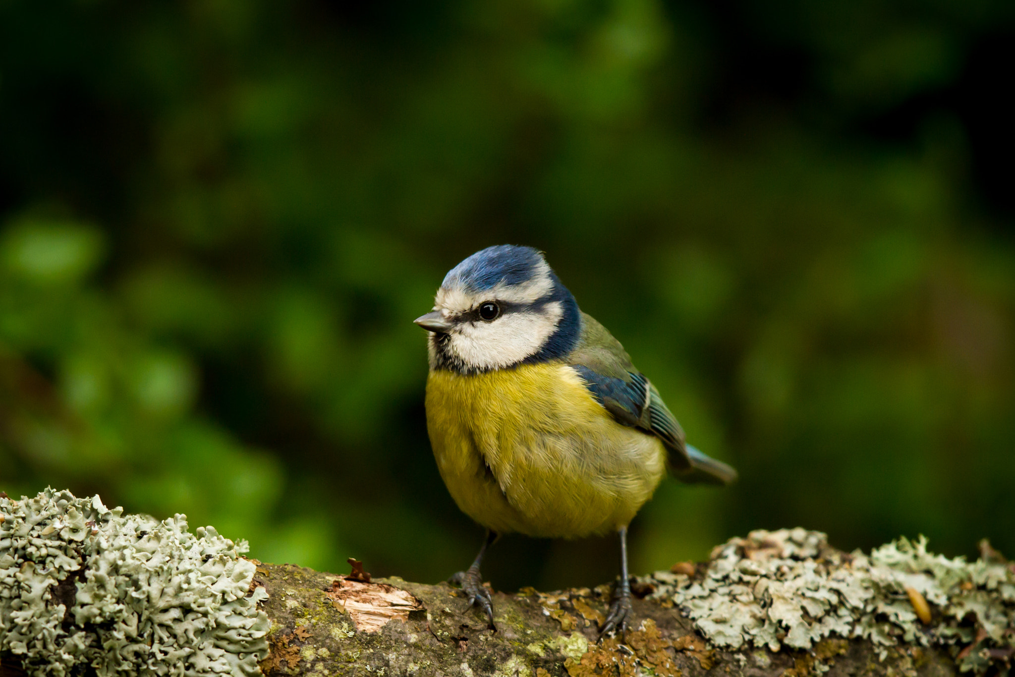 Canon EF 500mm F4L IS II USM sample photo. Blue tit waiting for supper photography
