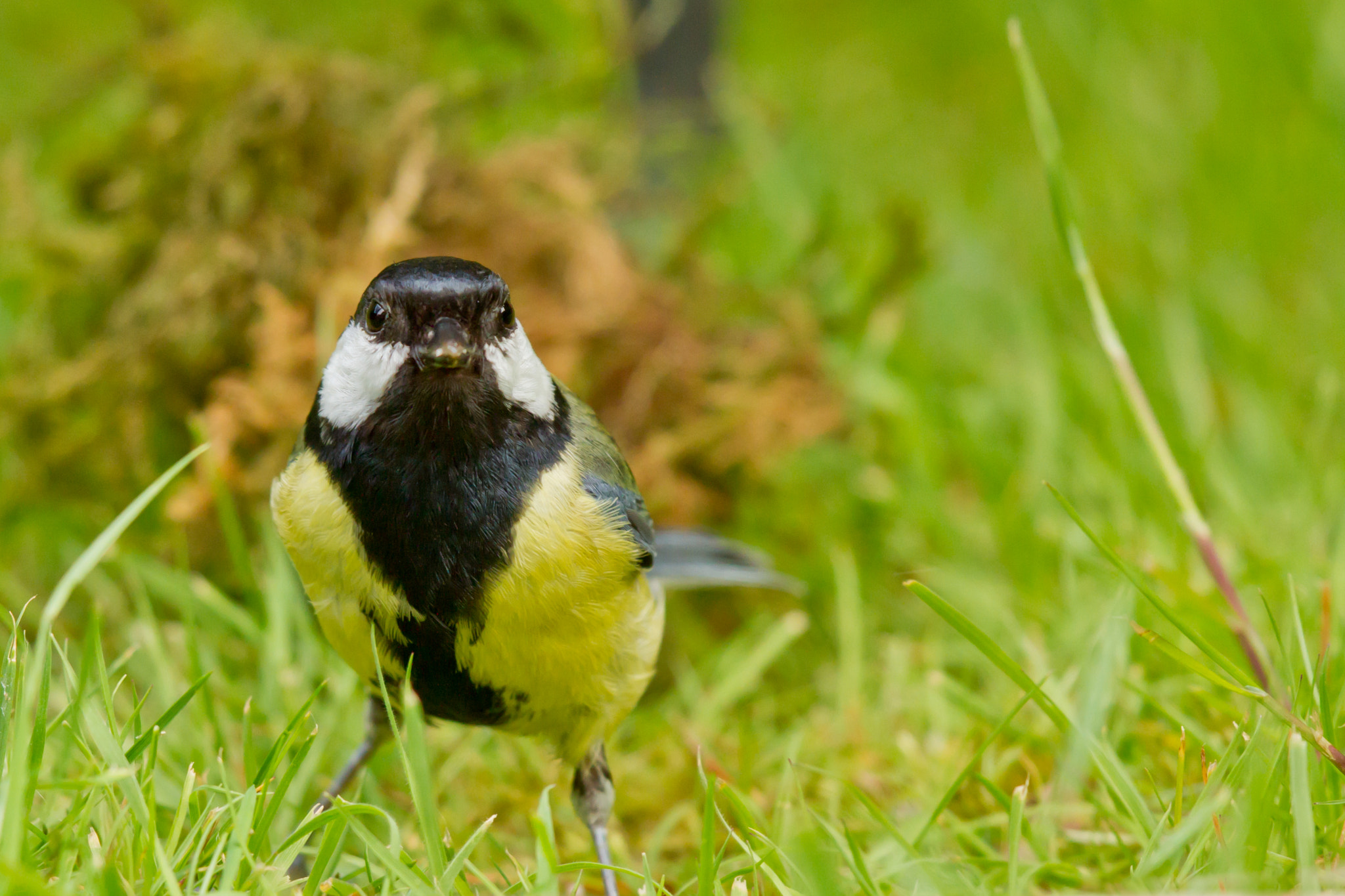 Canon EOS 7D + Canon EF 500mm F4L IS II USM sample photo. Great tit feeding on the lawn photography