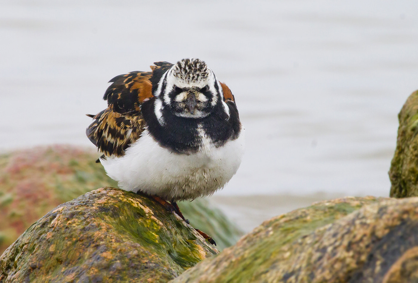 Canon EF 100-400mm F4.5-5.6L IS USM sample photo. Mr.turnstone photography