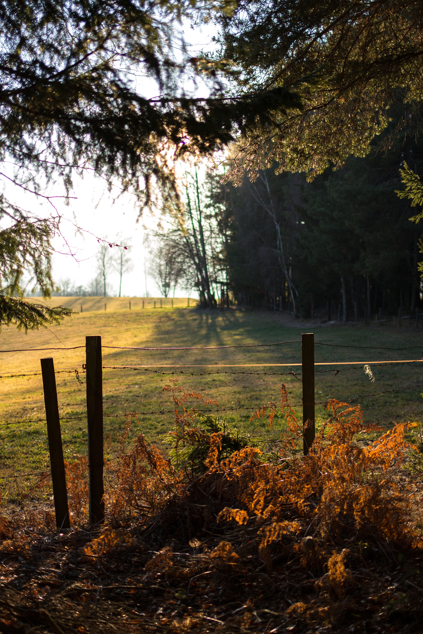 Canon EF 35mm F2 IS USM sample photo. Forrest photography