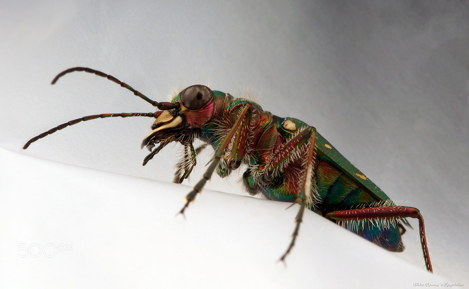 Sony a99 II + 90mm F2.8 Macro SSM sample photo. Cicindela campestris photography