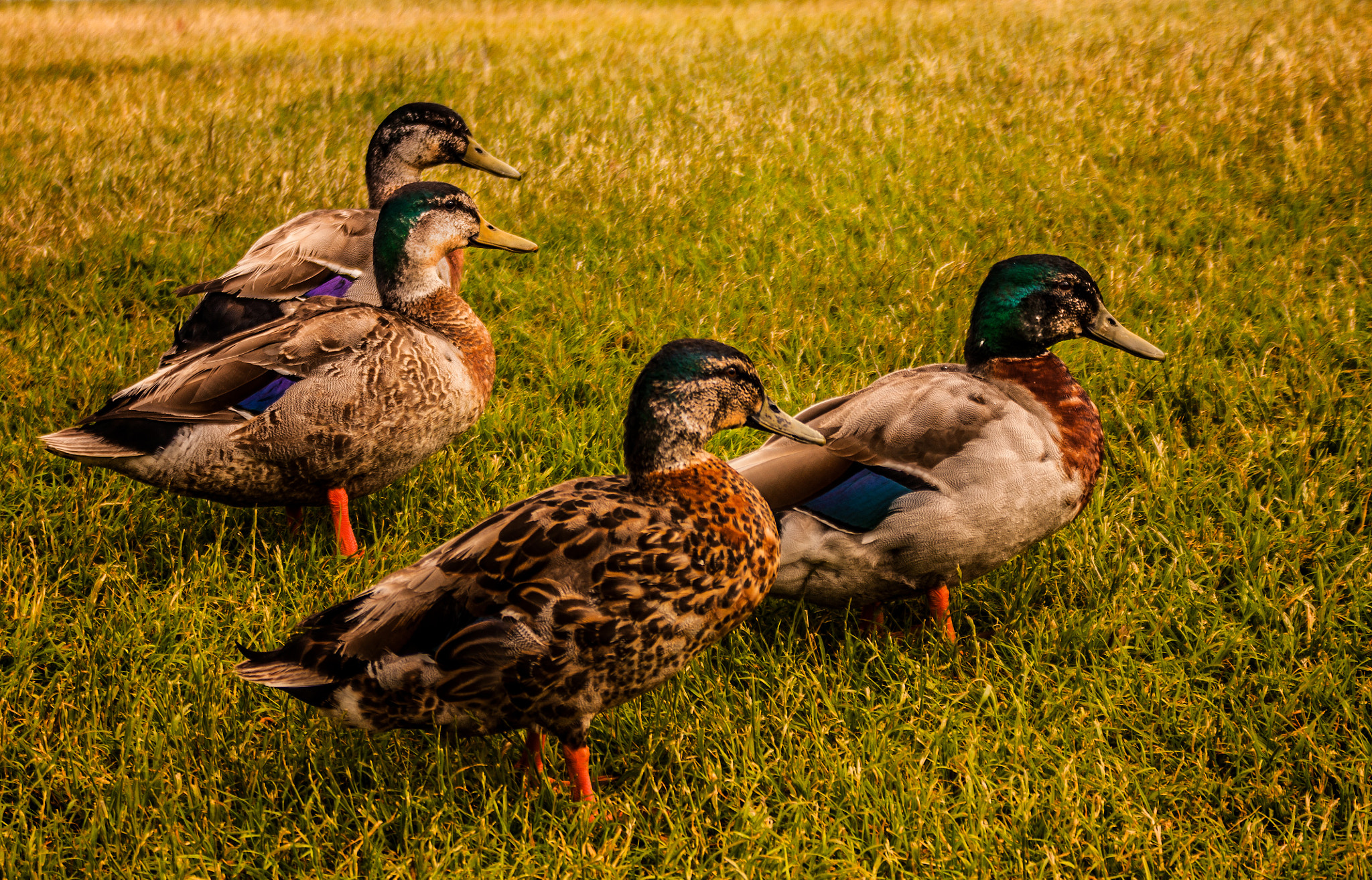 Canon EOS 450D (EOS Rebel XSi / EOS Kiss X2) + Tamron AF 28-200mm F3.8-5.6 XR Di Aspherical (IF) Macro sample photo. Ducks on patrol photography