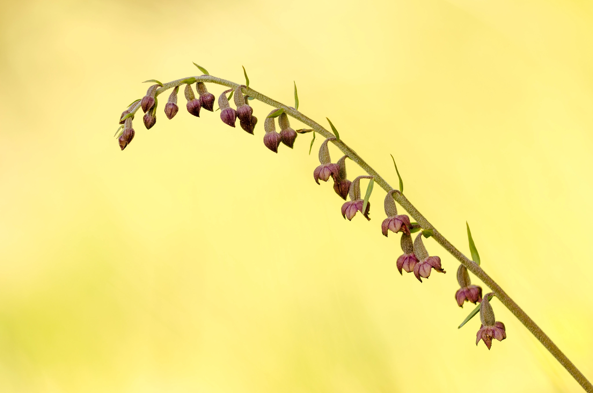 Sigma 150mm F2.8 EX DG Macro HSM sample photo. Epipactis atrorubens photography