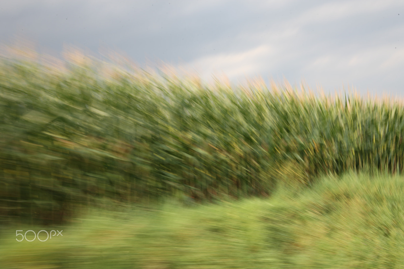 Canon EOS-1Ds Mark III sample photo. In motion photography