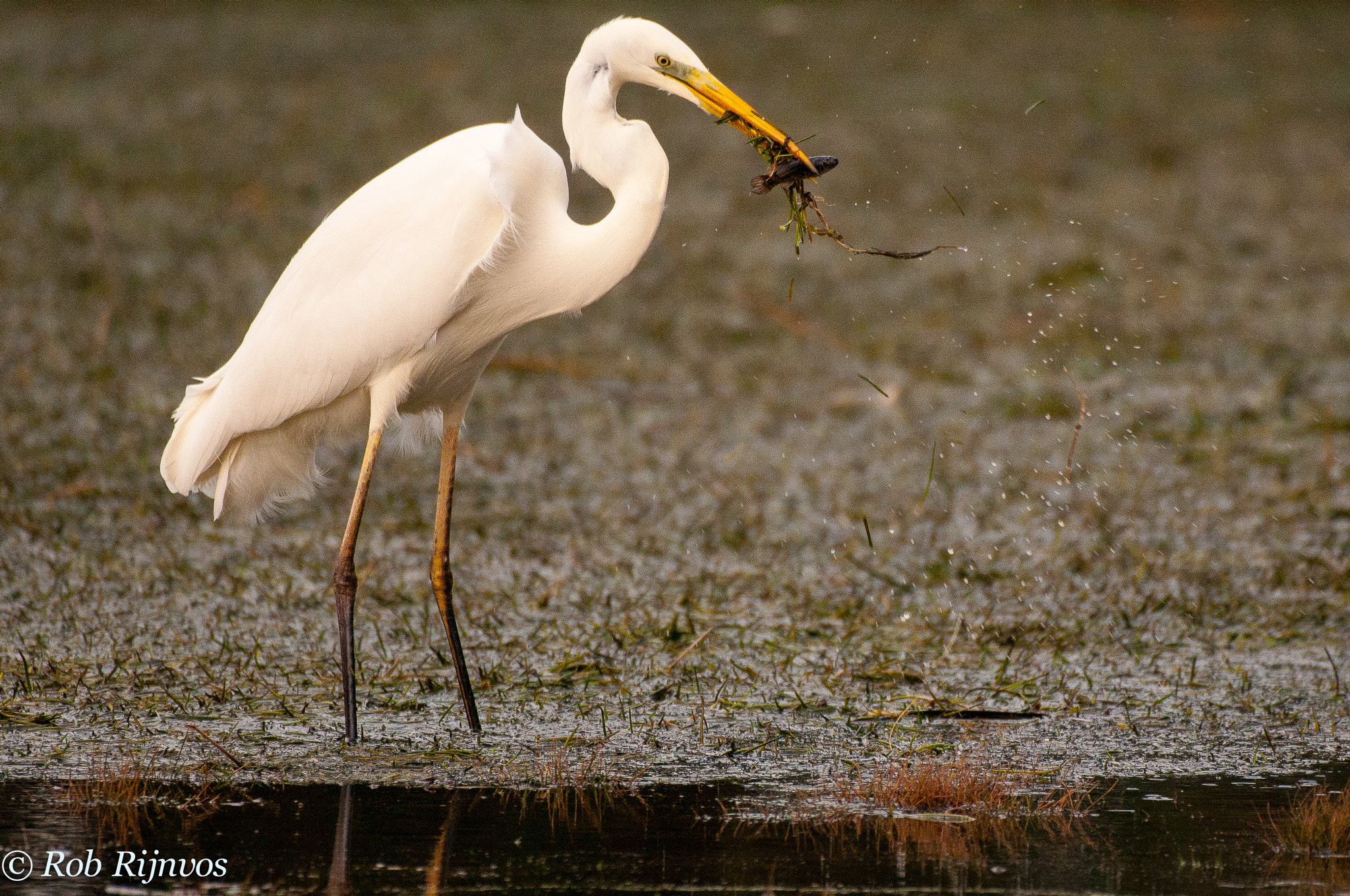 Nikon AF-S Nikkor 200-500mm F5.6E ED VR sample photo. Great egret, casmerodius albus photography