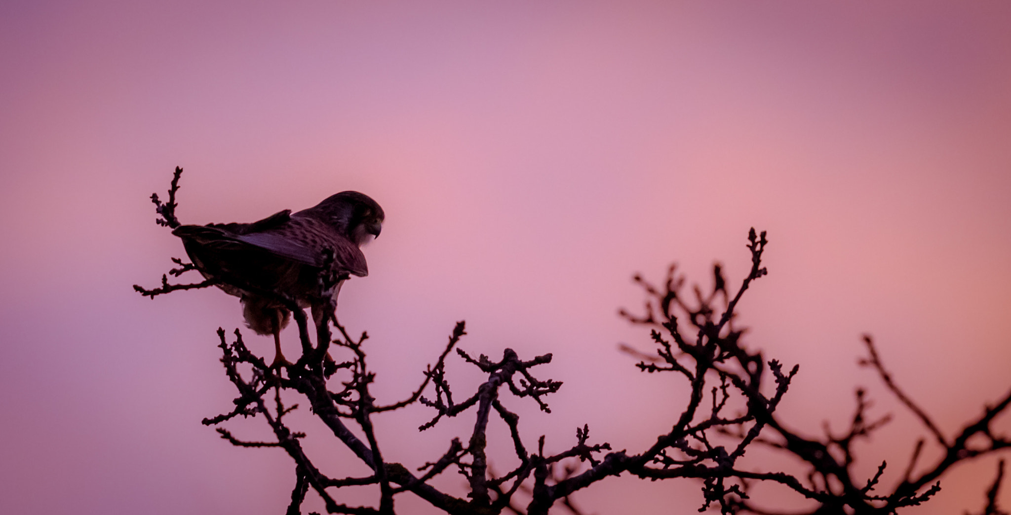 Canon EF 500mm F4L IS II USM sample photo. Kestrel waiting for the light. photography