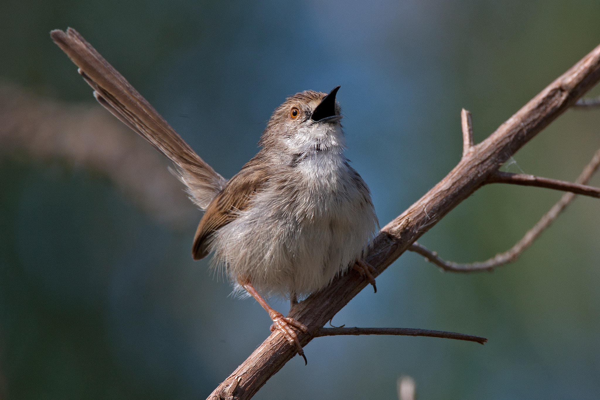 Canon EOS-1Ds Mark III sample photo. Graceful prinia photography