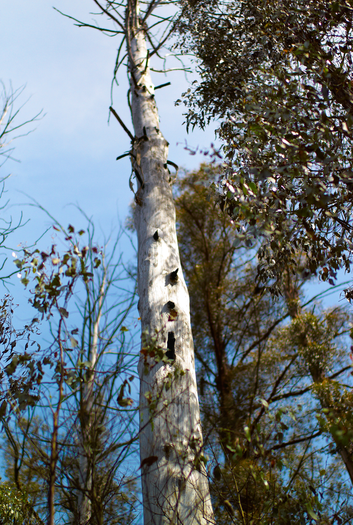 Leica M8 sample photo. White tree in the rainforest photography