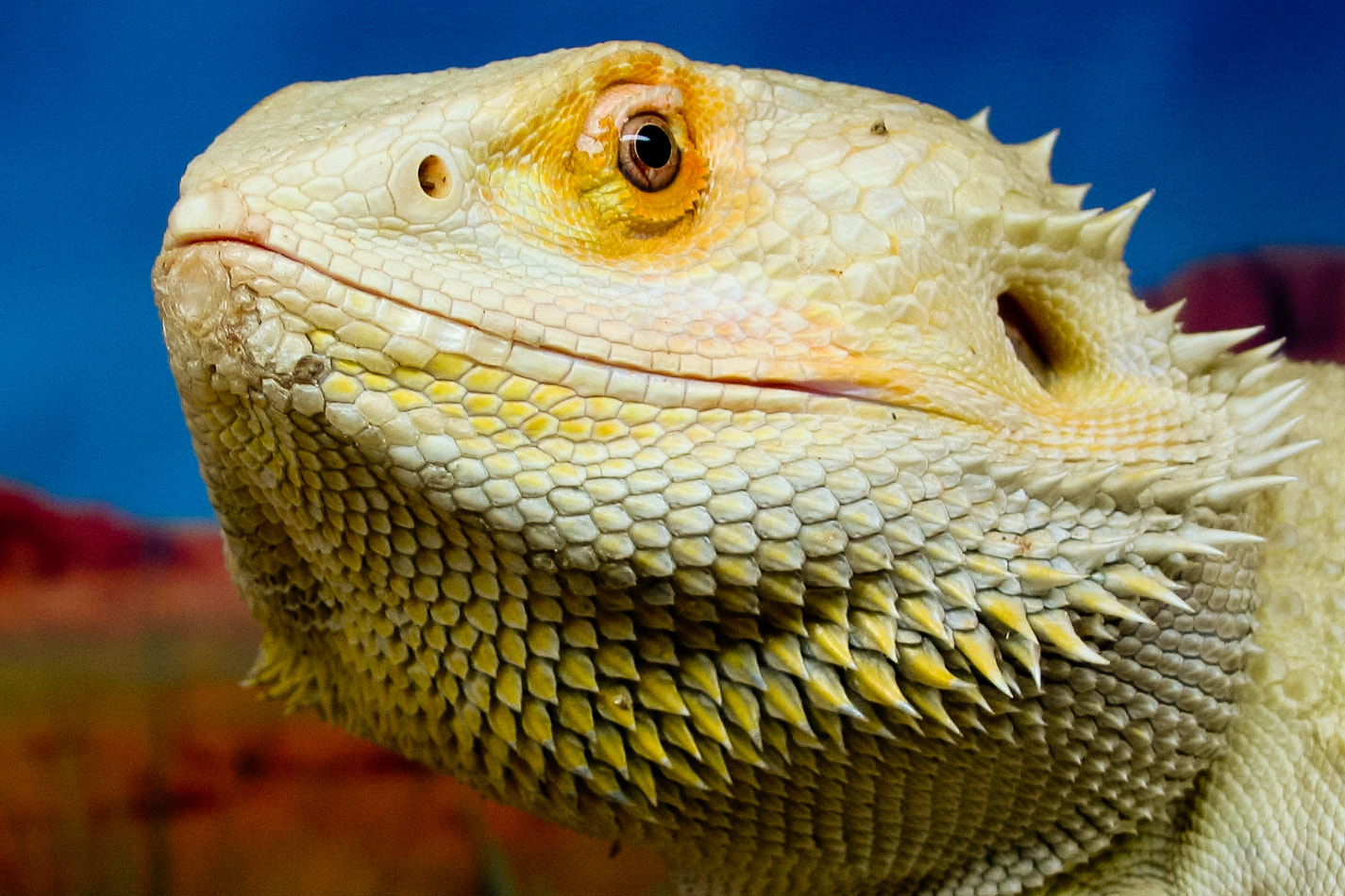 Canon POWERSHOT A70 sample photo. Bearded dragon.jpg photography