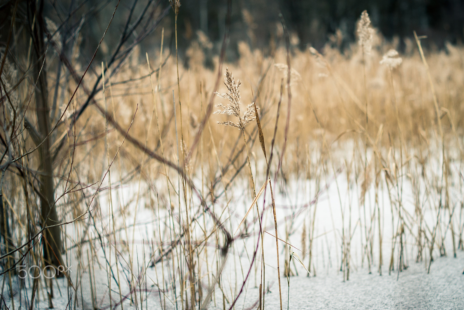 Sony Alpha DSLR-A300 sample photo. Morning photography