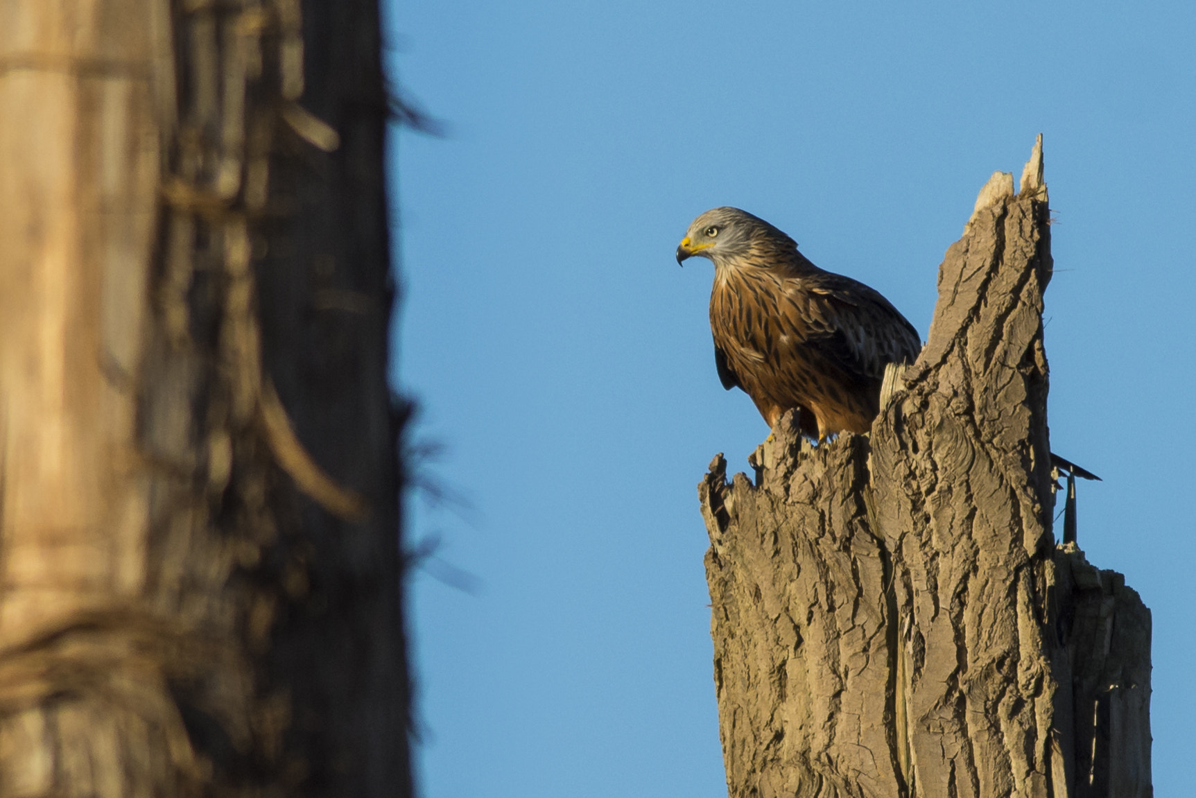 Nikon AF-S Nikkor 300mm F2.8G ED VR II sample photo. Kite i photography