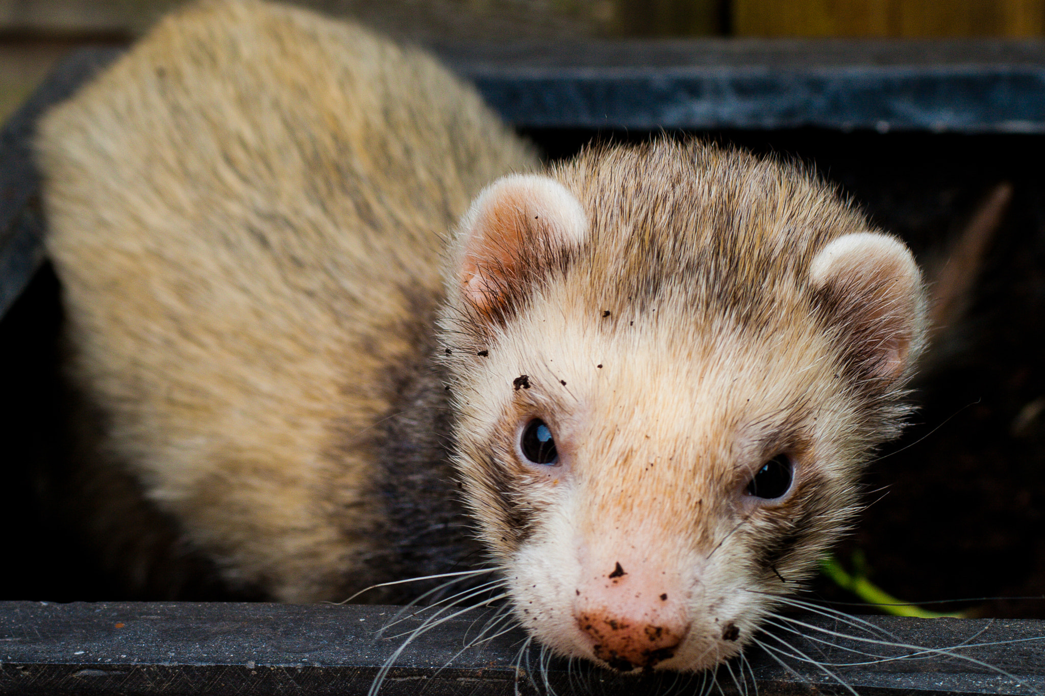 Canon EF 28-90mm f/4-5.6 sample photo. Ferret excavation.jpg photography
