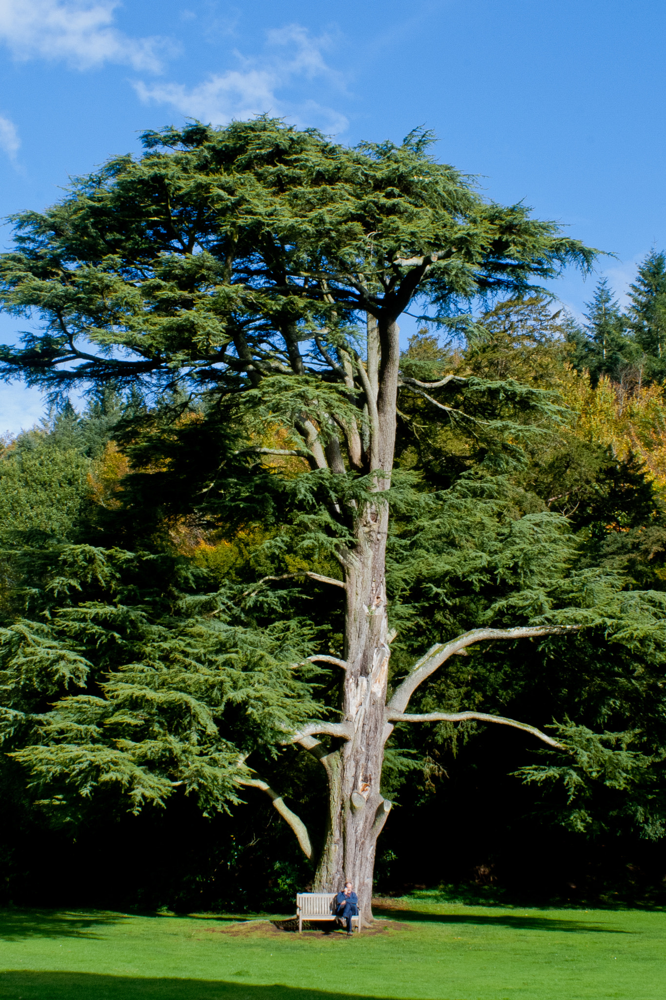 Canon EF 28-90mm f/4-5.6 sample photo. Impressive tree.jpg photography