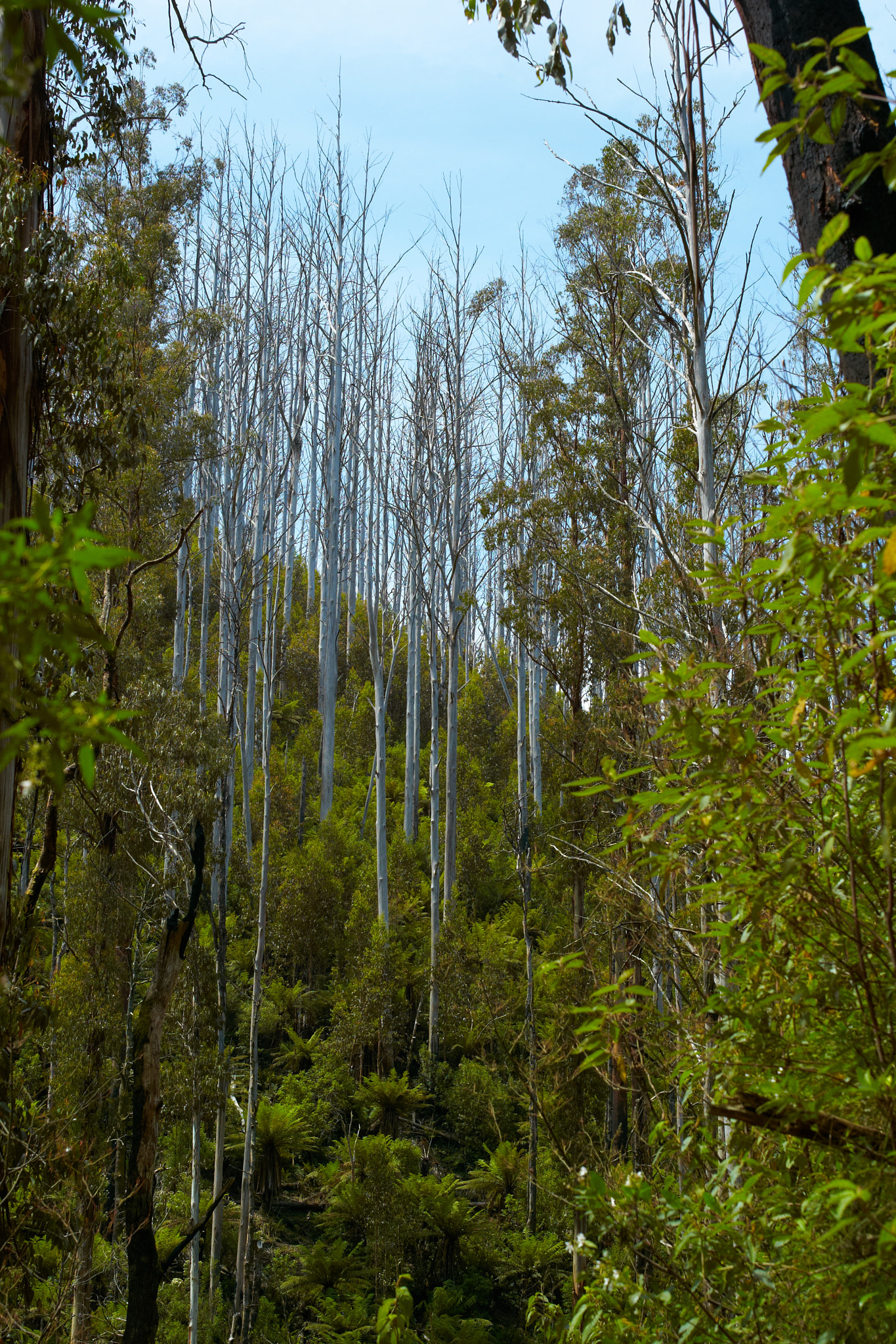 Leica M8 sample photo. Rainforest photography