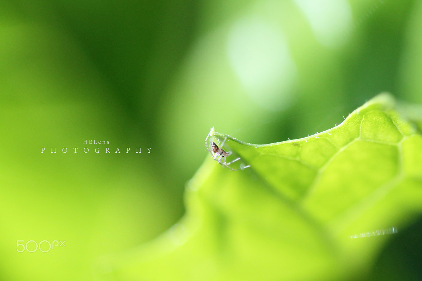 Canon EOS 1100D (EOS Rebel T3 / EOS Kiss X50) + Canon EF 100mm F2.8 Macro USM sample photo. Transparence photography